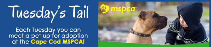 Tuesday's Tail- Learn about the MSPCCA and their animal welfare efforts